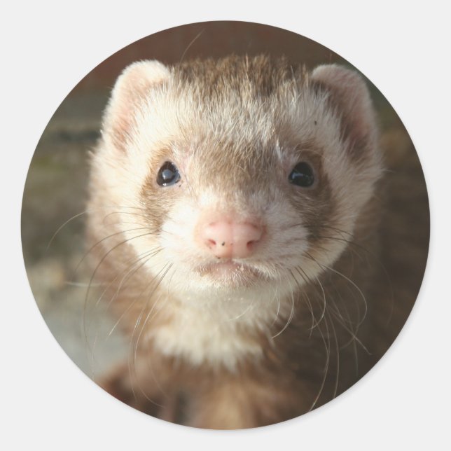 Ferret Sticker nah-up (Vorderseite)