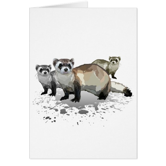 Ferrets (Devant)