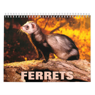 Ferrets Wall Calendar Kalender