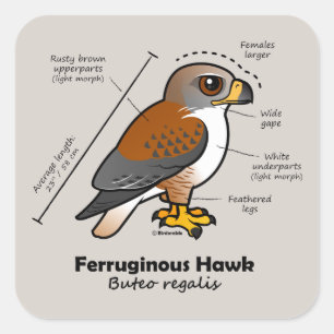 Ferruginous-Hawk-Statistik Quadratischer Aufkleber