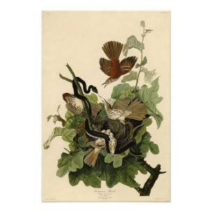 Ferruginous Thrush (Brown Thrasher) Audubon Birds Fotodruck