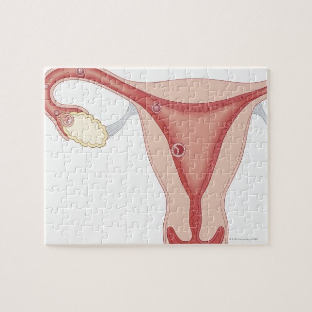 Fertilisiertes Ei zu Embryonen (Horizontal)