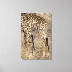 Feste Ernte von zwei Giraffen (Giraffa Leinwanddruck