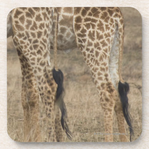 Feste Ernte von zwei Giraffen (Giraffa Untersetzer