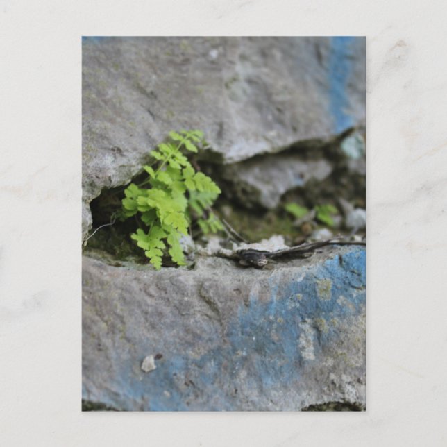 Festgestelltes Fern in Boulder Blue Graffiti Postk Postkarte (Vorderseite)