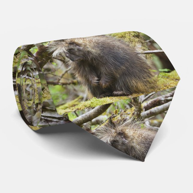 Festgestelltes Porcupine Krawatte (Gerollt)