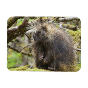 Festgestelltes Porcupine Magnet