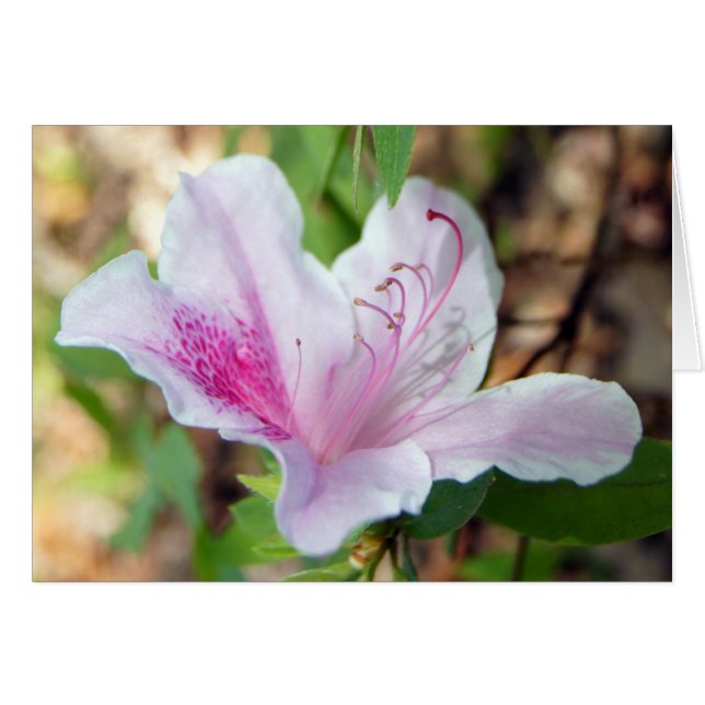 Festival d'Azalea (Devant Horizontal)