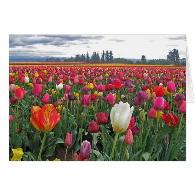 Festival de tulipe (Devant Horizontal)