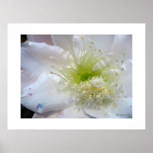 Festival White Cactus Blume Poster Print