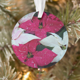 Festive vacances Poinsettias Floral