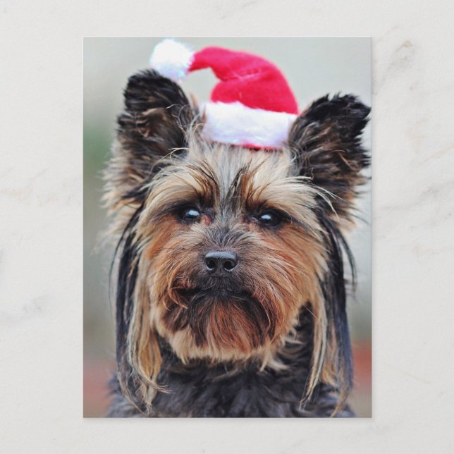 Festlicher Urlaub Postkarte (Vorderseite)