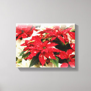 Festliches Rot Weißes Blumiges Weihnachtssternmust Leinwanddruck