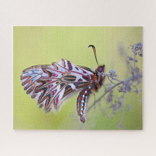 Festoon Butterfly. (Horizontal)