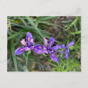 FÊTE DE COULEUR CALIFORNIENNE : MAI CARTE POSTALE