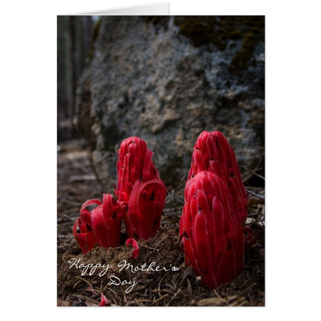 Fête des mères Snow Blossom (Devant)