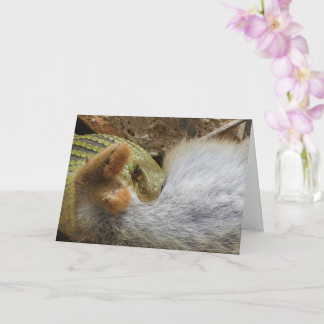 Fête du serpent de Montpellier sur carte de lapin (Orchidée)