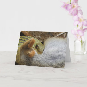 Fête du serpent de Montpellier sur carte de lapin