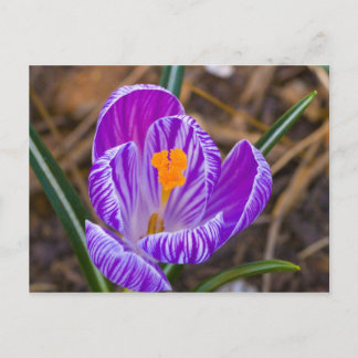 Fett Crocus Postkarte