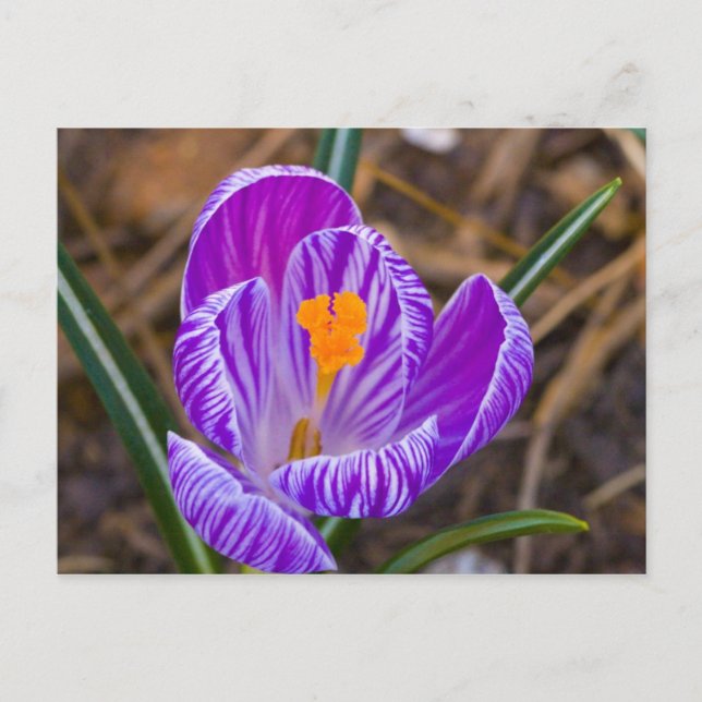 Fett Crocus Postkarte (Vorderseite)