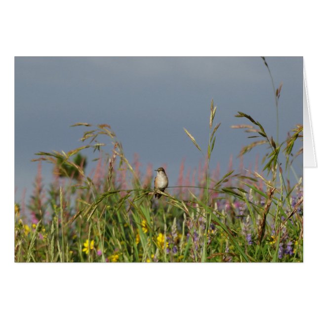 Fett kleiner Hummingbird (Vorderseite (Horizontal))