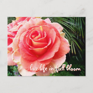 Fett rosa Rosenfotografie Leben in voller Blüte Postkarte