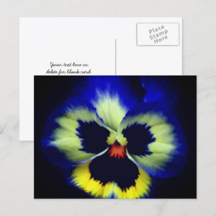 Fettblaue Stiefmütterchen-Blumenfotografie Postkarte