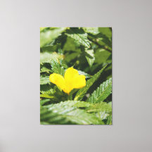 Fette gelbe Blume zwischen grünen Blättern