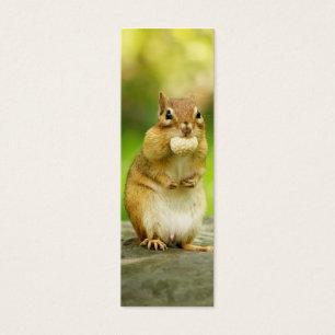 Fetter Chipmunk mit Leckerei