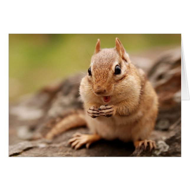 Fetter u. glücklicher Chipmunk (Vorderseite (Horizontal))
