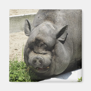 Fettes Piggy   Ackerland Magnet