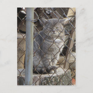 Fettgraue Katze 1 Postkarte