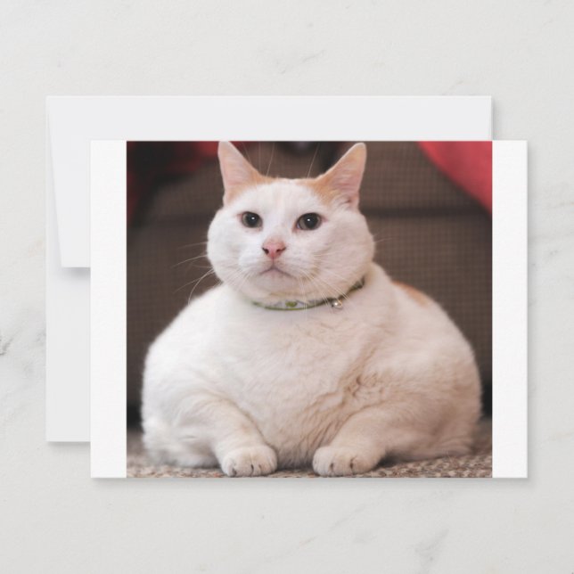 Fettkatze (Vorderseite)