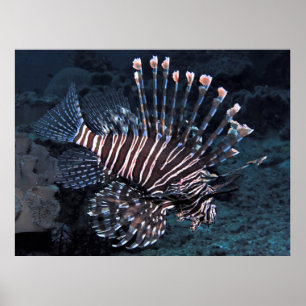 Fettlionfisch Poster