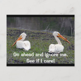 Feuding Pelicans Postkarte