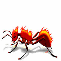 Feuer-Ameise!