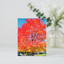 Feuer des Lebens, hell, farbenfroh, Baum im Herbst