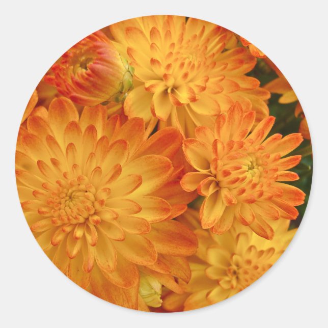 Feuer Orange Chrysanthemas Runder Aufkleber (Vorderseite)