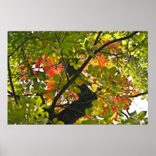 Feuer über den grünen Herbstblättern Poster