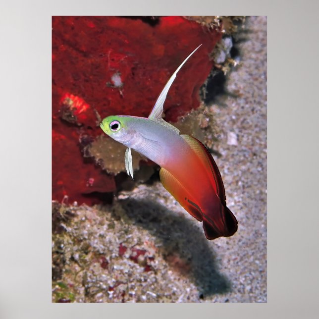 Feuerdartfish-Portrait Poster (Vorne)