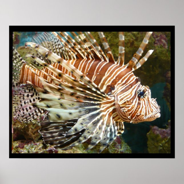 Feuerfisch Poster (Vorne)