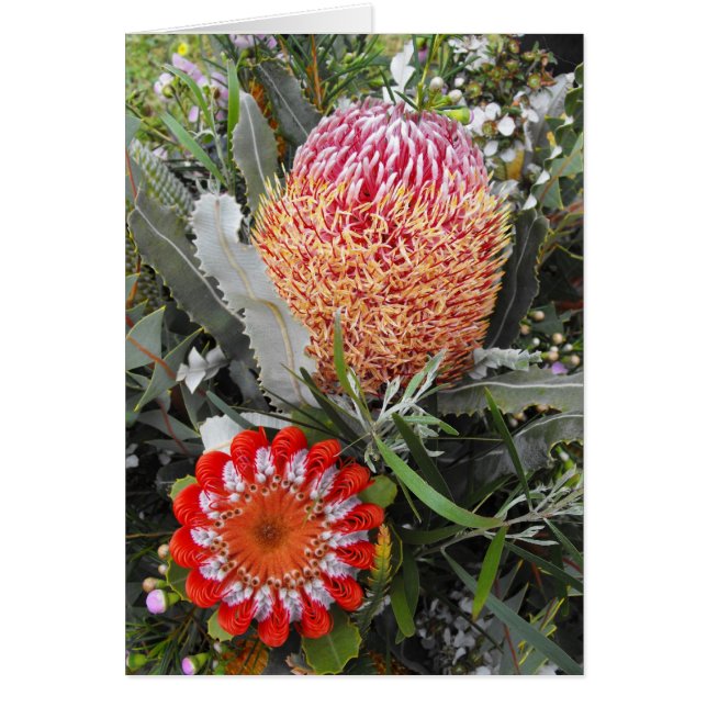 Feuerholz und Scharlachrot Banksia (Vorne)