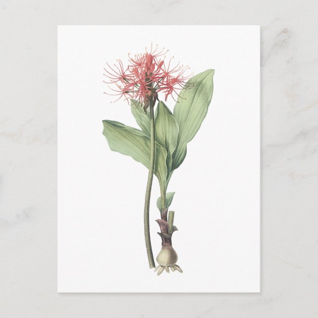 Feuerkugellilie (Haemanthus multiflorus) durch Postkarte (Vorderseite)