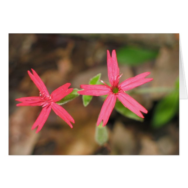Feuerrosa - Maßgeschneidert (Vorderseite (Horizontal))