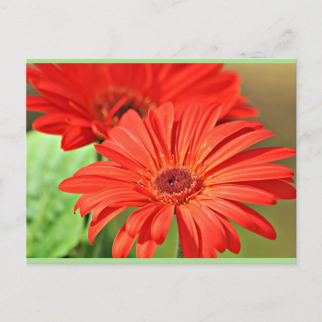Feuerrot Gerbera Daisy, farbenfrohe Blume Postkarte (Vorderseite)