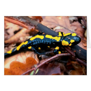 Feuersalamander