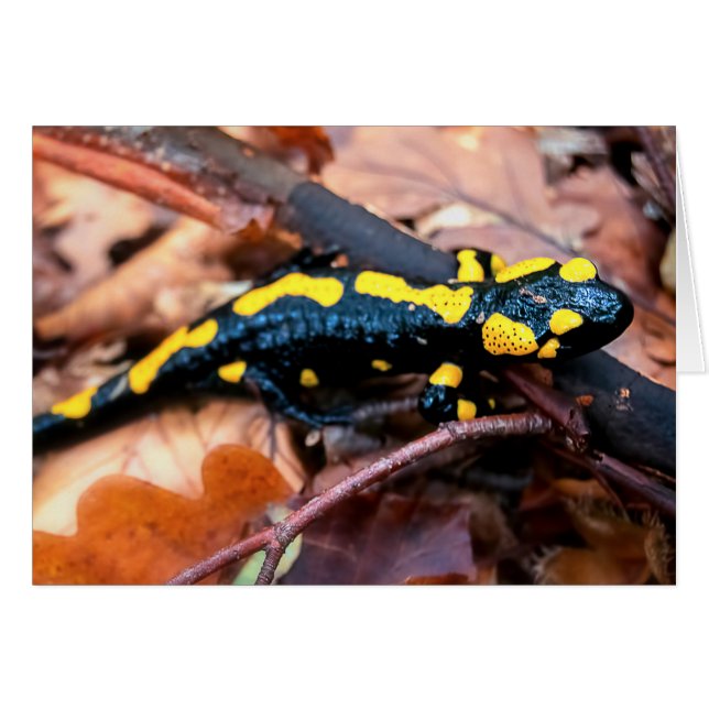 Feuersalamander (Vorderseite (Horizontal))