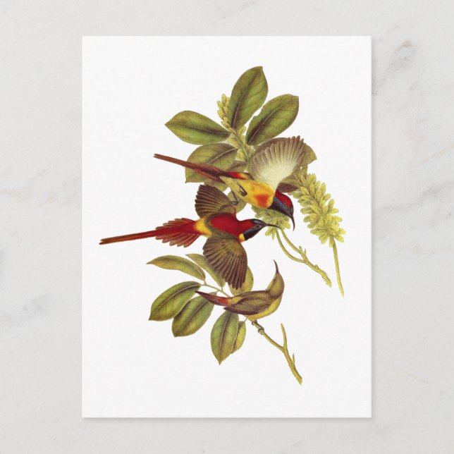 Feuerschwanzvogel Postkarte (Vorderseite)