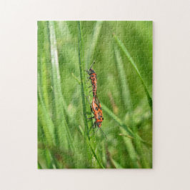 Feuerwanzen in Grüner Natur