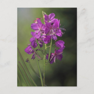 Feuerweh Postkarte